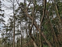 -青龙山国家森林公园