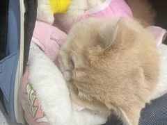 -芭比堂动物医院·CT·微创中心(新顺分院)