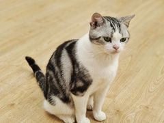 -有喵·猫咖·狗咖·40+猫狗有小奶狗(岗厦店)