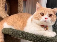 -Bastet sally猫舍购宠(静安店)
