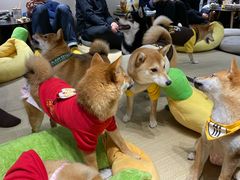 -逗柴咖啡屋·狗咖猫咖宠物桌游