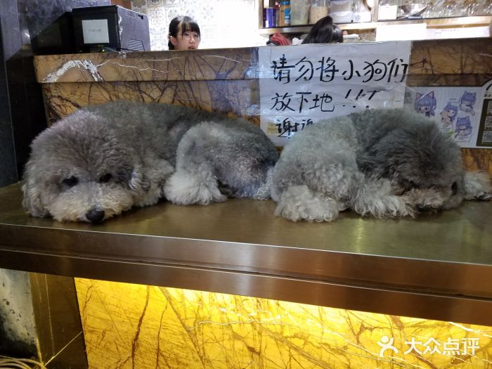 more than meow吴止猫主题餐厅(承德 中船汇店)图片