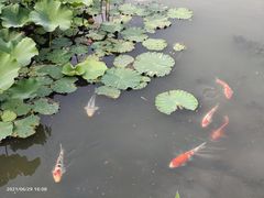 -柳鹭田园区