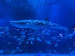 -烟台海昌鲸鲨海洋公园