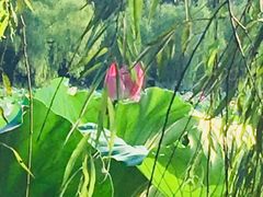 -西湖外事游船(花港观鱼码头)