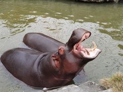 -上海野生动物园