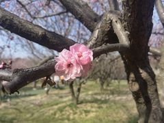 -香雪海