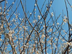 -广州市流溪河国家森林公园