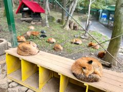 -宫城藏王狐狸村