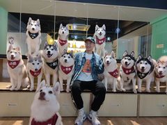 -Husky Go! 哈士奇体验馆·宠物咖啡厅狗咖