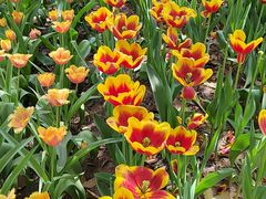 -洛阳郁金香牡丹园