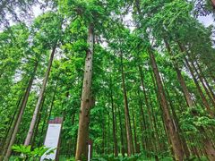 -黄海国家森林公园