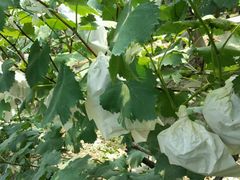 -马陆小张葡萄园农家乐