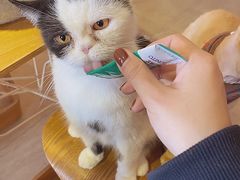 -猫咖时代(中山亭店)