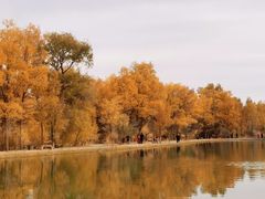 -金塔沙漠胡杨林景区