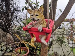 -喜柴咖啡·柴犬狗咖