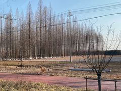 -黄海国家森林公园