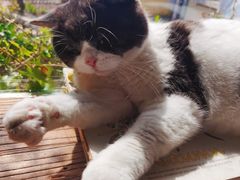 -海边的猫和咖啡馆