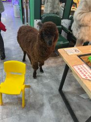 -神奇动物撸宠馆·羊驼·小浣熊·异宠(豫园店)