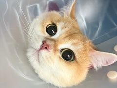 -纳吉亚猫专科动物诊疗中心(蒋宅口分院)