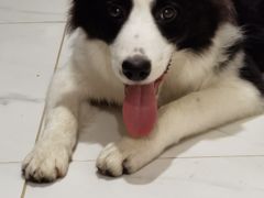 -申普宠物医院·心脏介入·心血管微创(总院)