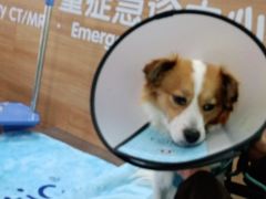 -爱侣宠医·鹦鹉专科·小型哺乳类·异宠专科(灵石路店)