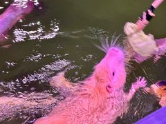 -正佳雨林生态植物园