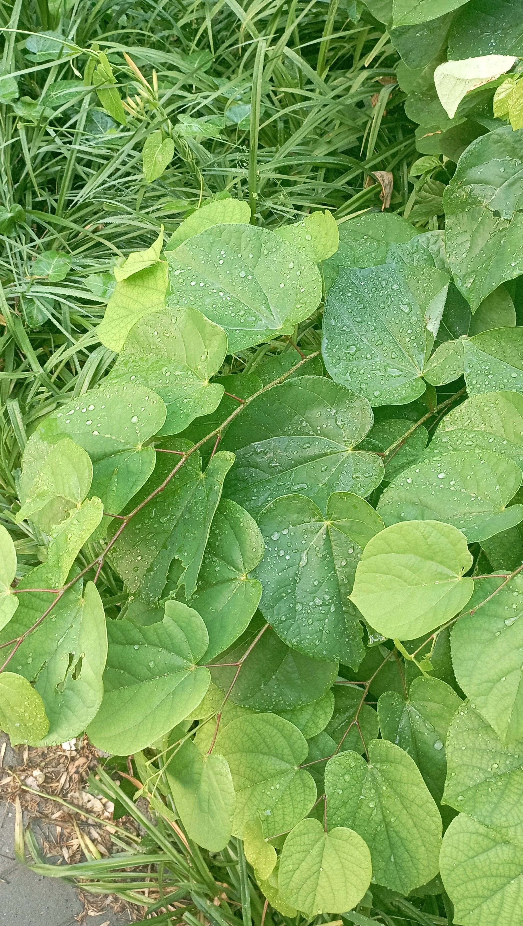 清晨露珠壁纸图片