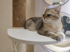 -猫域·湾主题猫咖·宠物吧(南坪城市广场店)