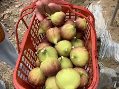 -武汉世外桃源农庄