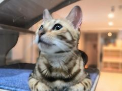 -猫在这儿猫咪咖啡馆·撸猫馆