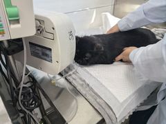 -中国农业大学动物医院