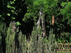 -中国科学院西双版纳热带植物园