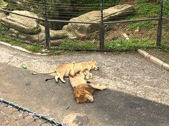 -大连森林动物园