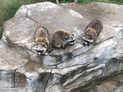-灵玲国际马戏城