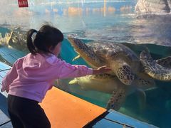 -烟台海昌鲸鲨海洋公园