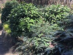 -上海植物园-4号门售票处