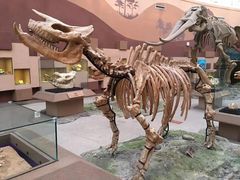 -陕西自然博物馆