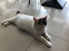 -平行世界·猫咖(首经贸店)