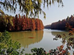 -上海海湾国家森林公园