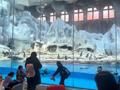 -帝企鹅自助餐厅•儿童岛•真企鹅(长隆企鹅酒店)