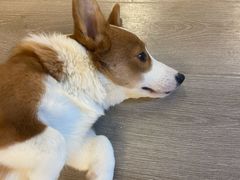 -浣熊柯尔鸭土拨鼠·电玩咖
