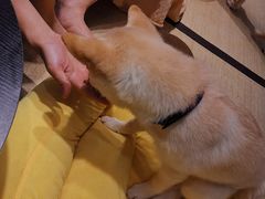 -逗柴咖啡屋·狗咖猫咖宠物桌游