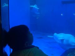 -海合安成都极地海洋公园