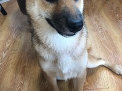 -柴犬高等学院·狗咖·柴犬售卖·宠物训练