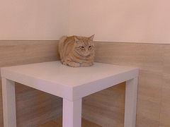 -滚猫咖啡·猫咖·猫友好撸猫(未来城店)