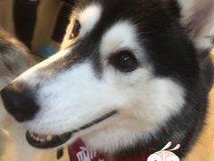 -Husky Go! 哈士奇体验馆·宠物咖啡厅狗咖