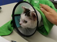 -瑞派动物医院·猫专科·至诚(江南中分院)