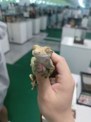 -神奇动物撸宠馆·羊驼·小浣熊·异宠(豫园店)