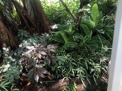 -东莞植物园
